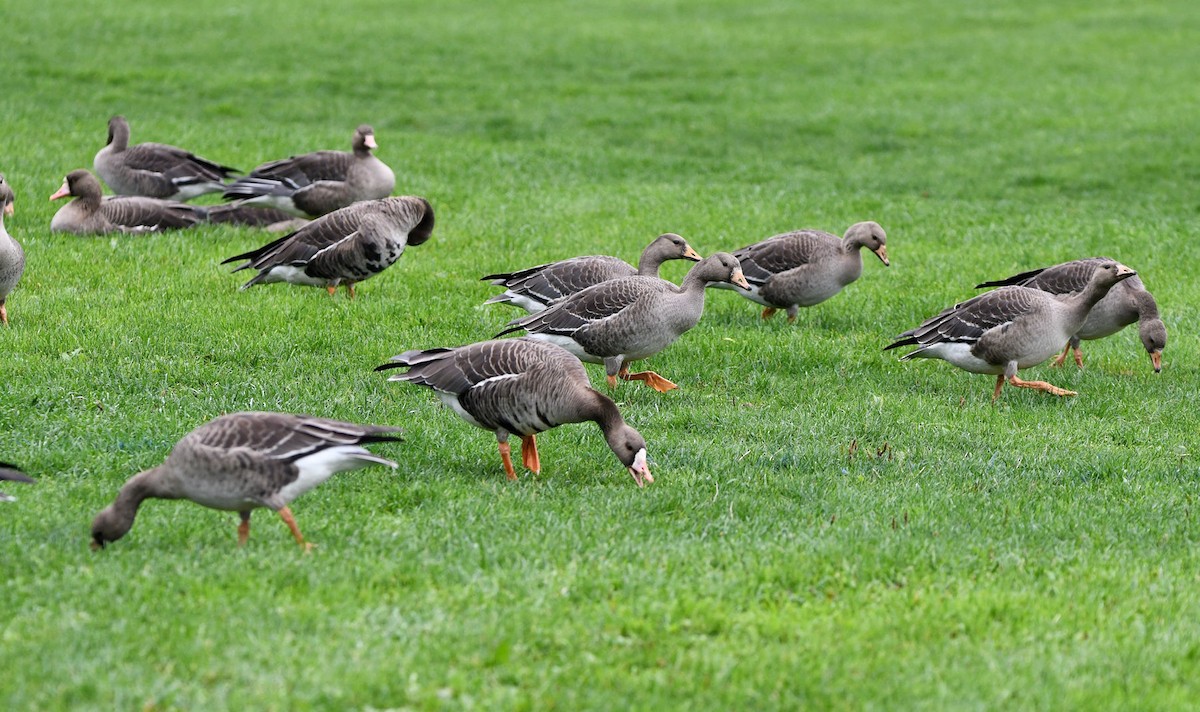 Greater White-fronted Goose - ML643392829