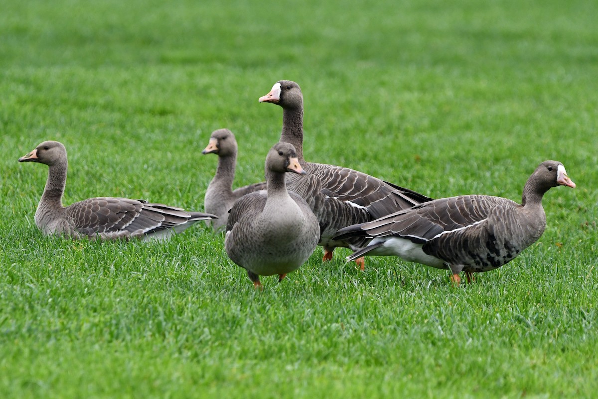 Greater White-fronted Goose - ML643392830