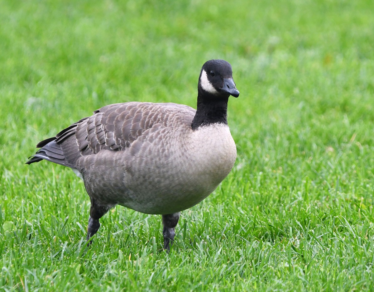 Cackling Goose - ML643392841