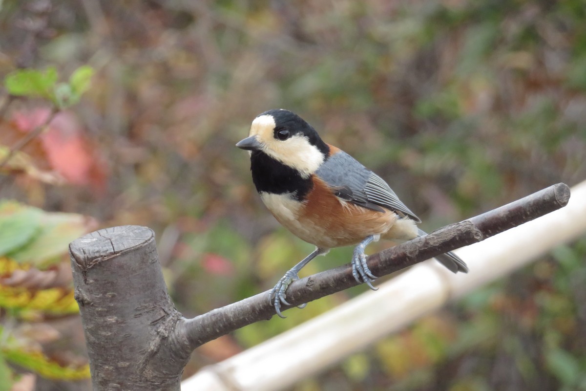 Varied Tit - ML643392845