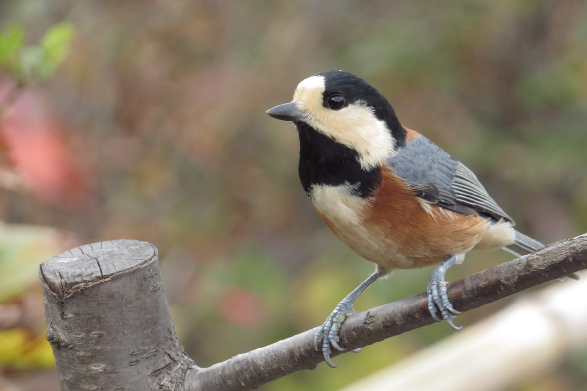 Varied Tit - ML643392846