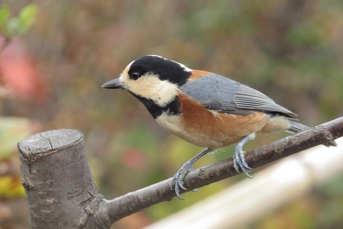 Varied Tit - ML643392847