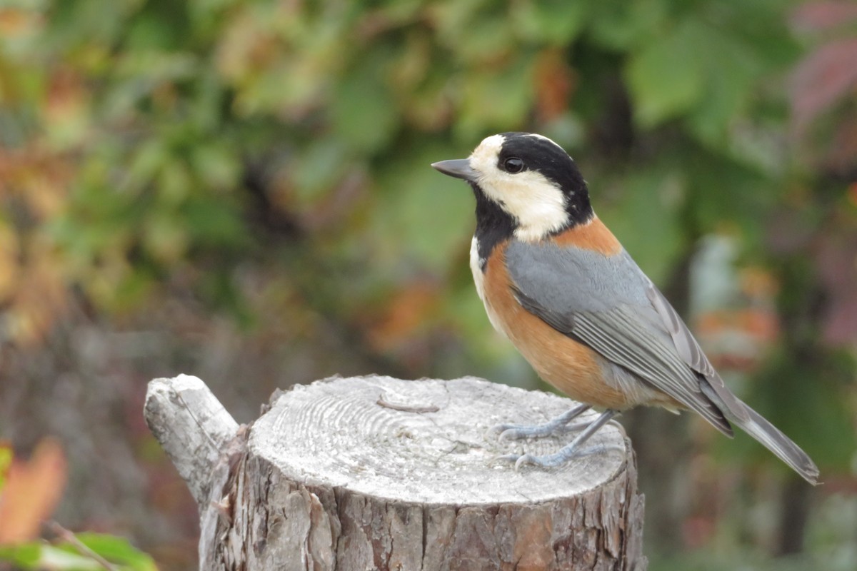 Varied Tit - ML643392848