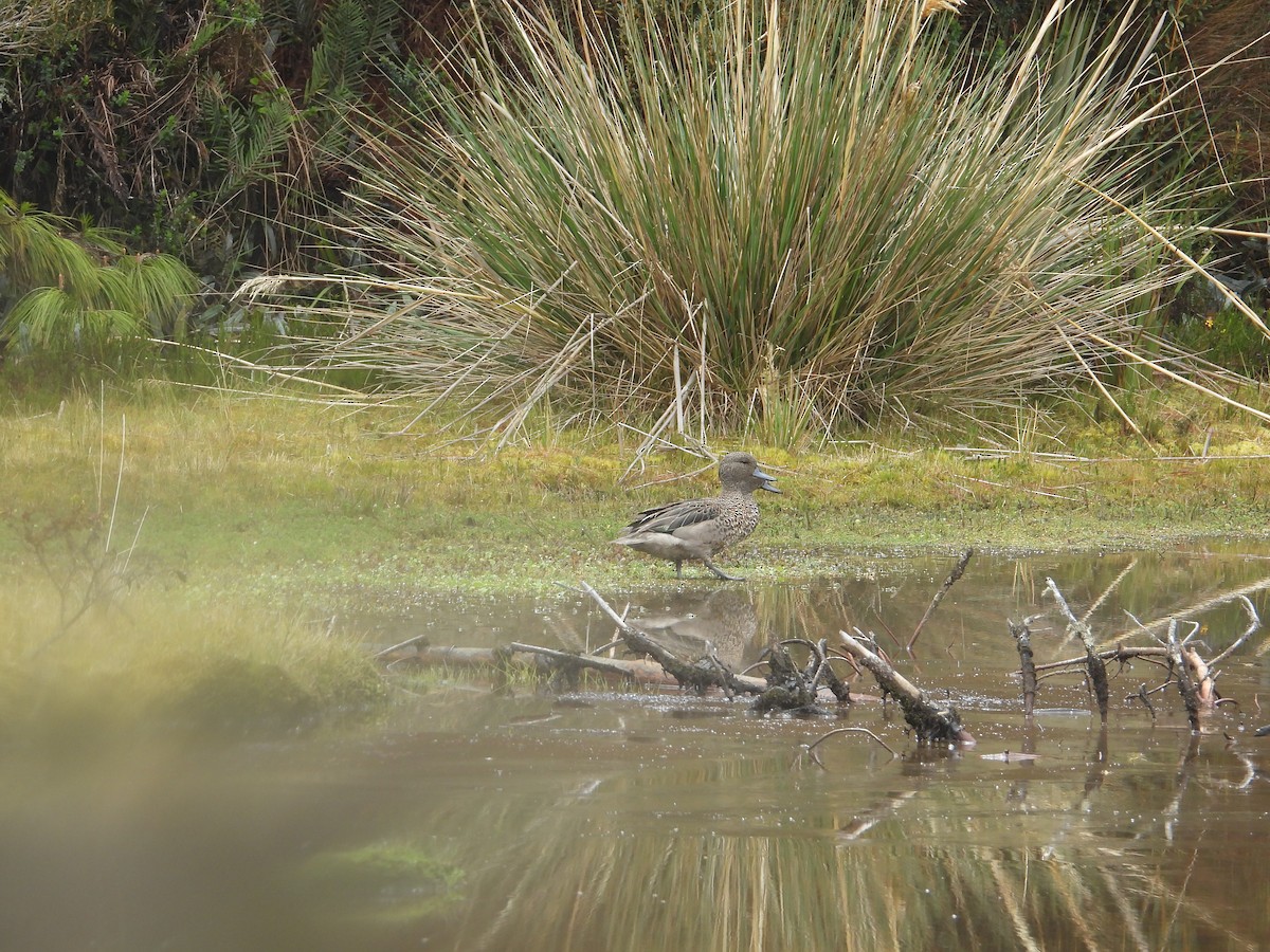 Andean Teal - ML643392858