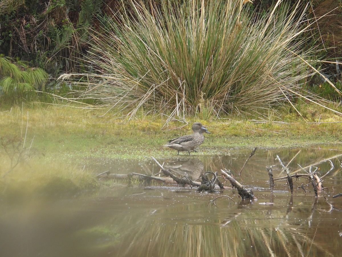 Andean Teal - ML643392859