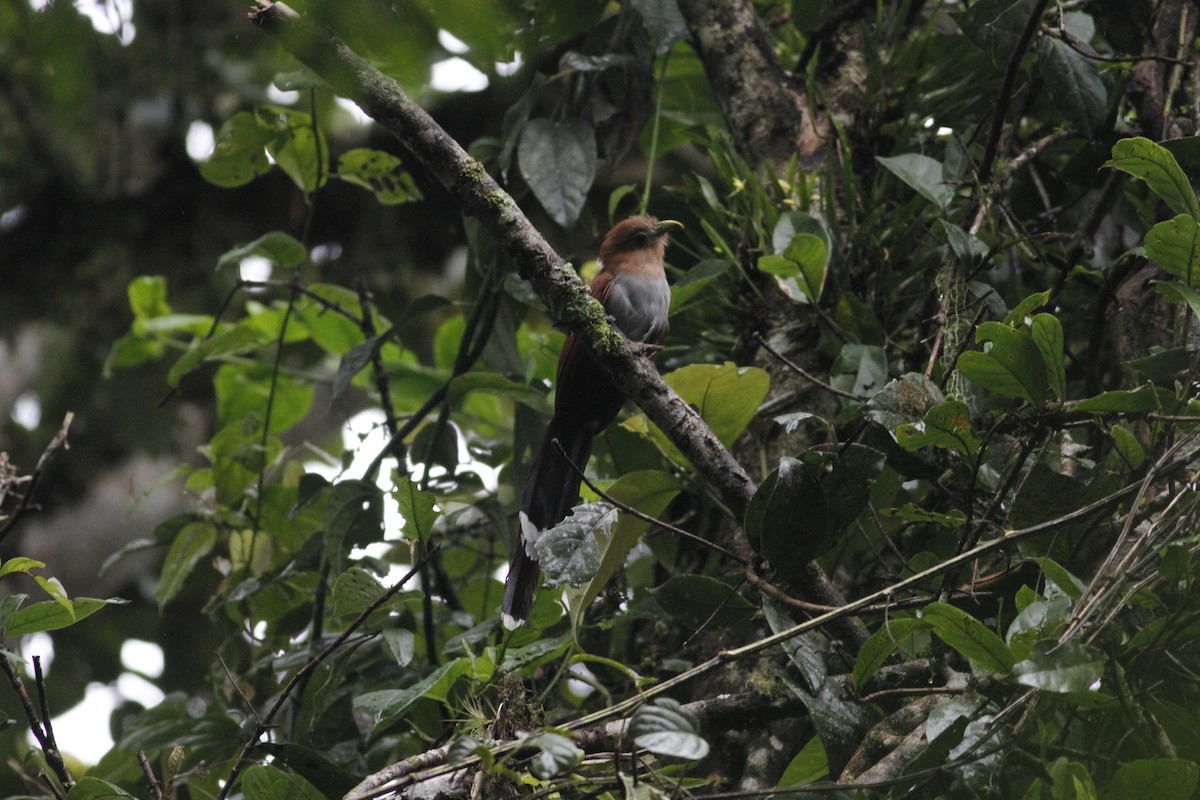 Squirrel Cuckoo - ML643392862