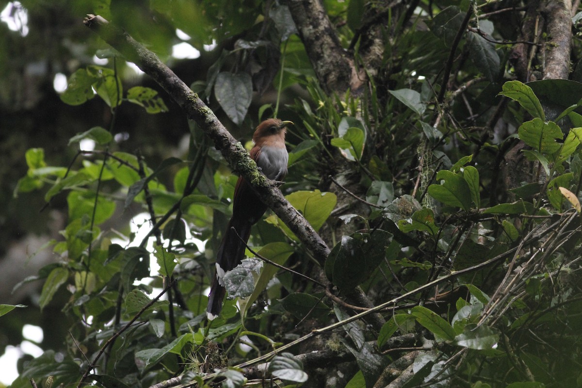 Squirrel Cuckoo - ML643392863