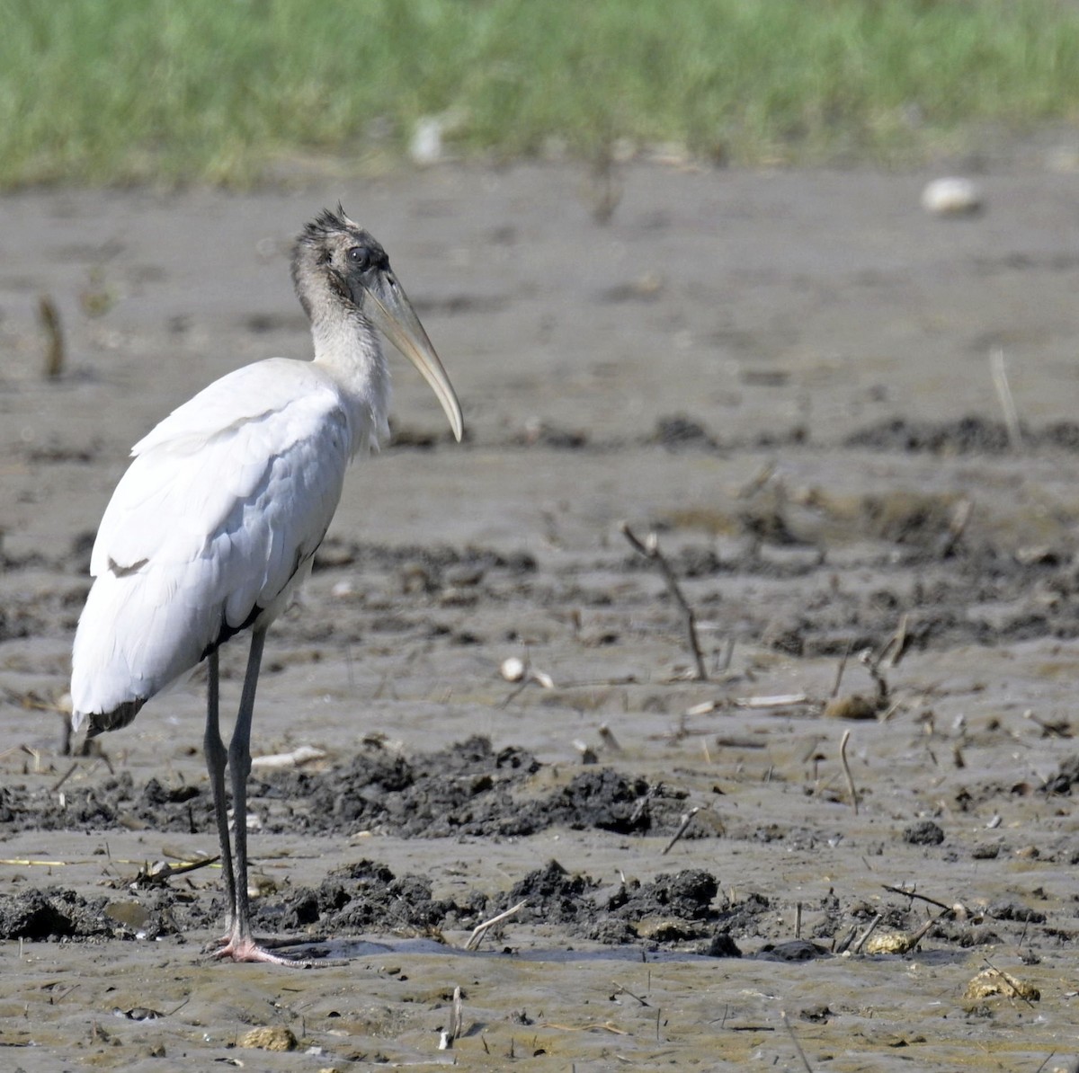 Wood Stork - ML643392871