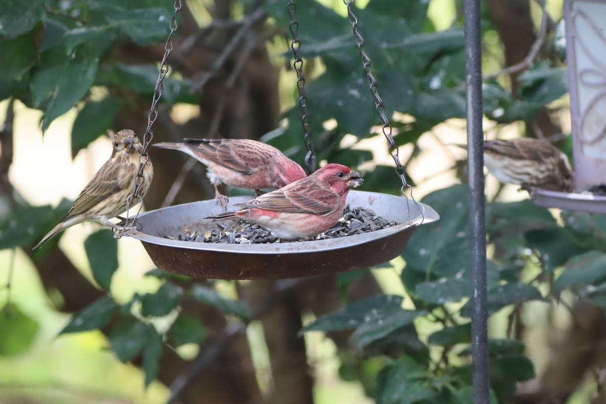 Purple Finch - ML643392885