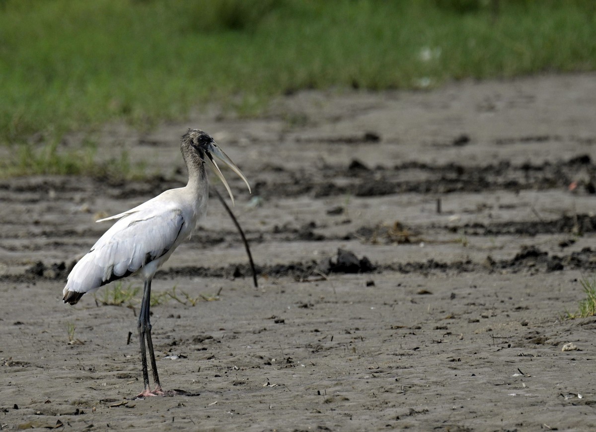 Wood Stork - ML643392888