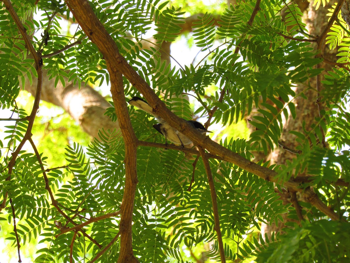 Masked Gnatcatcher - ML643392889
