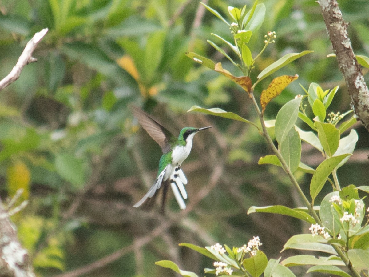 Black-eared Fairy - ML643392893