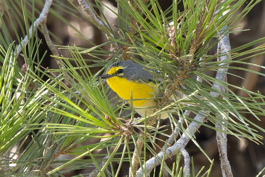 Grace's Warbler - ML643392898