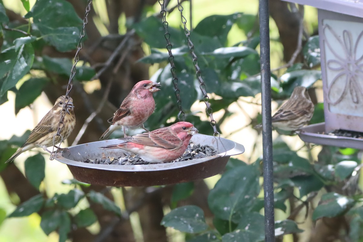 Purple Finch - ML643392908