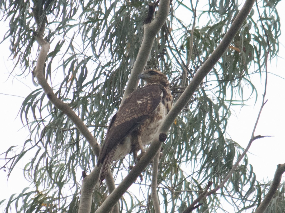 Great Black Hawk - ML643392916