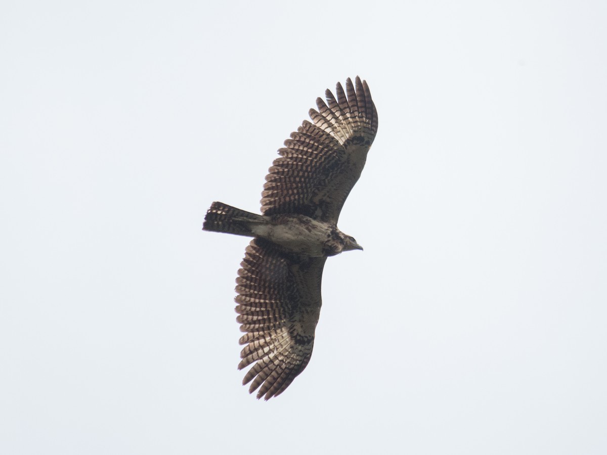 Great Black Hawk - ML643392918