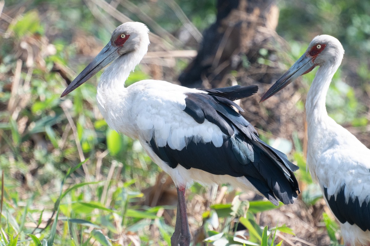Maguari Stork - ML643392924