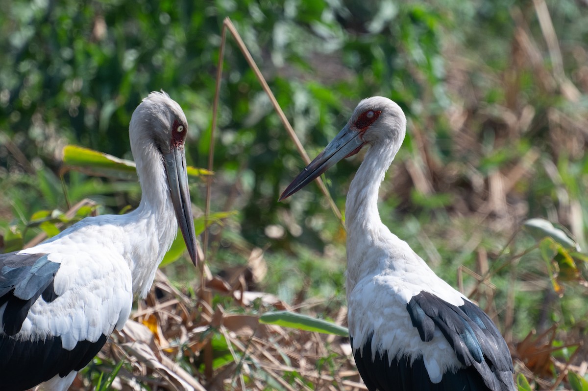 Maguari Stork - ML643392925