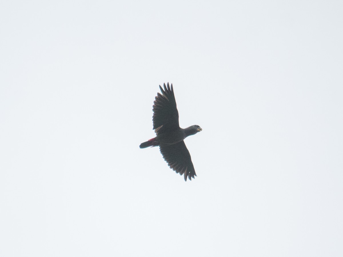 Scaly-headed Parrot - ML643392930