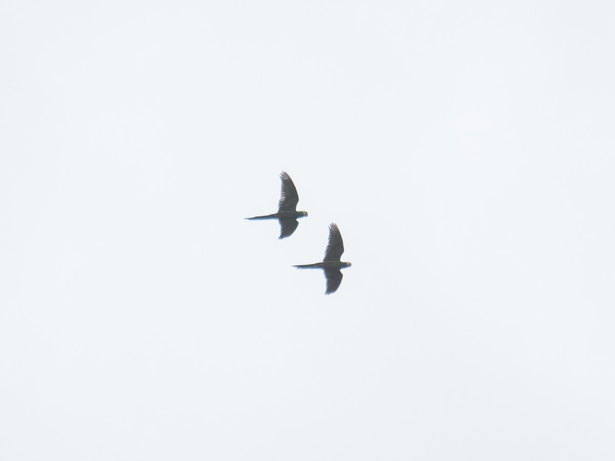 Blue-winged Macaw - ML643392949