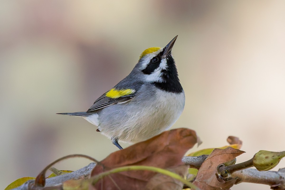 Golden-winged Warbler - ML643392956