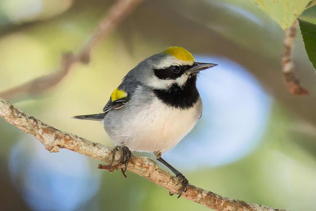 Golden-winged Warbler - ML643392957