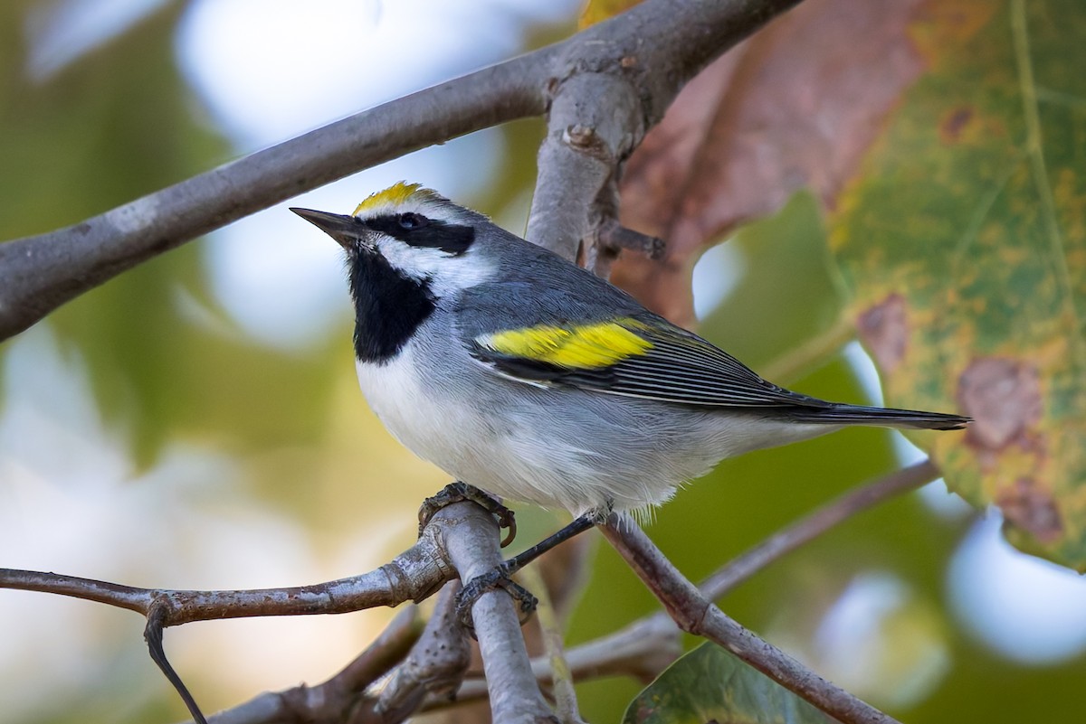 Golden-winged Warbler - ML643392958
