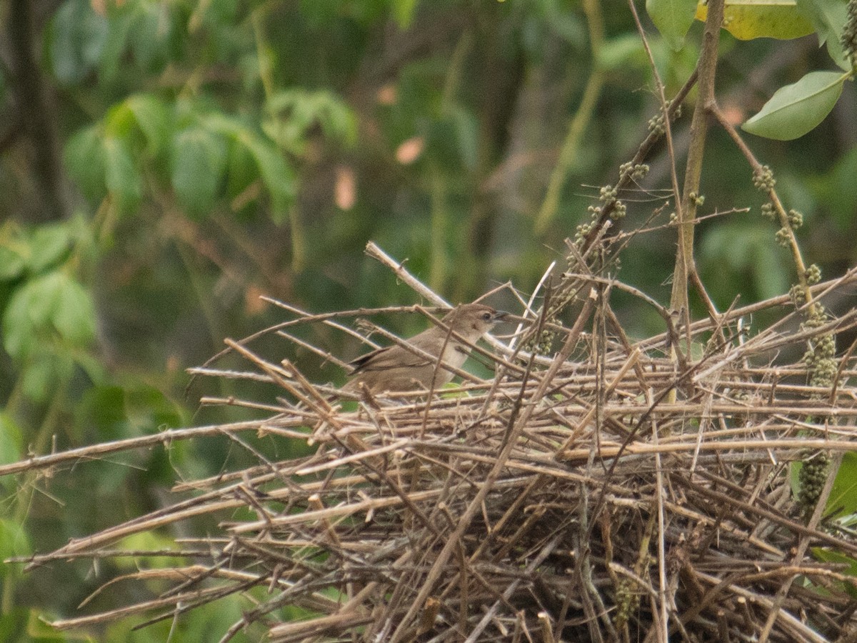 Rufous-fronted Thornbird - ML643392987