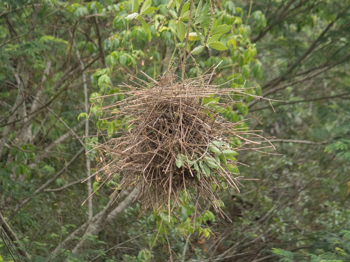Rufous-fronted Thornbird - ML643392989
