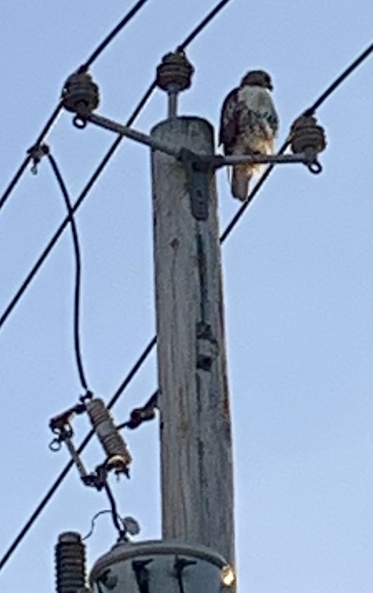 Red-tailed Hawk - ML643393016