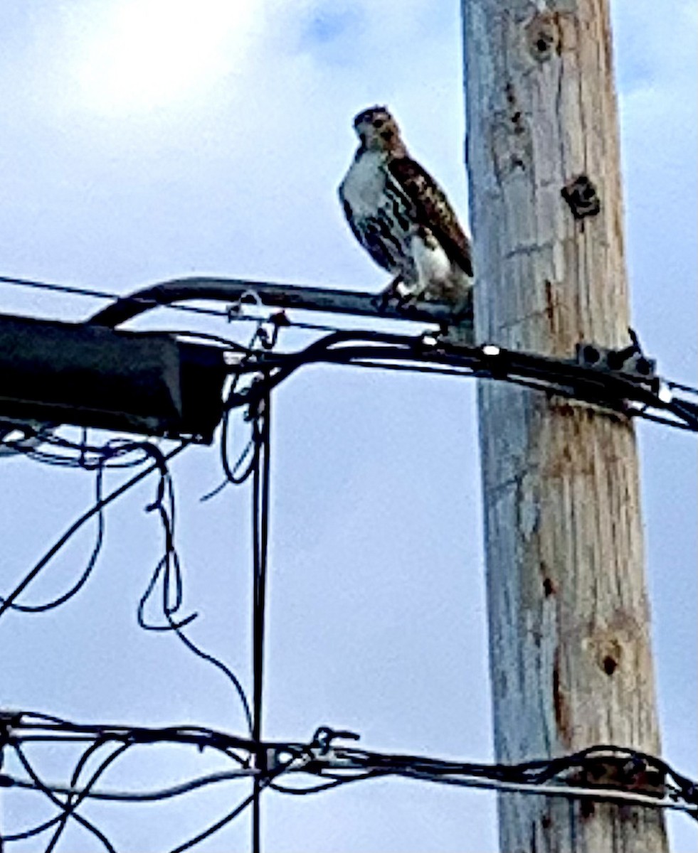 Red-tailed Hawk - ML643393017