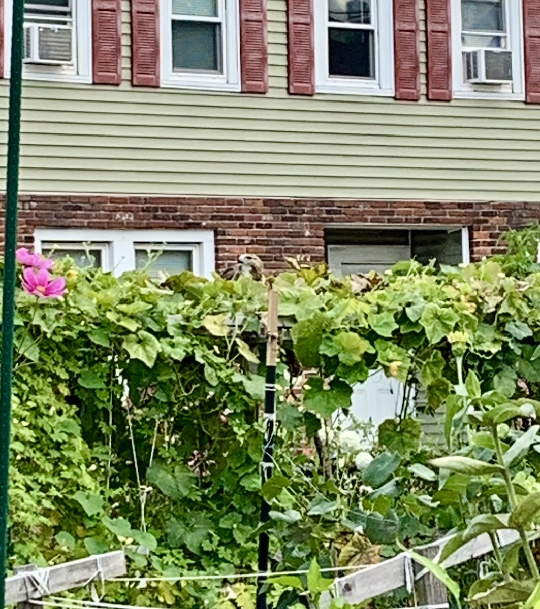 Red-tailed Hawk - ML643393018