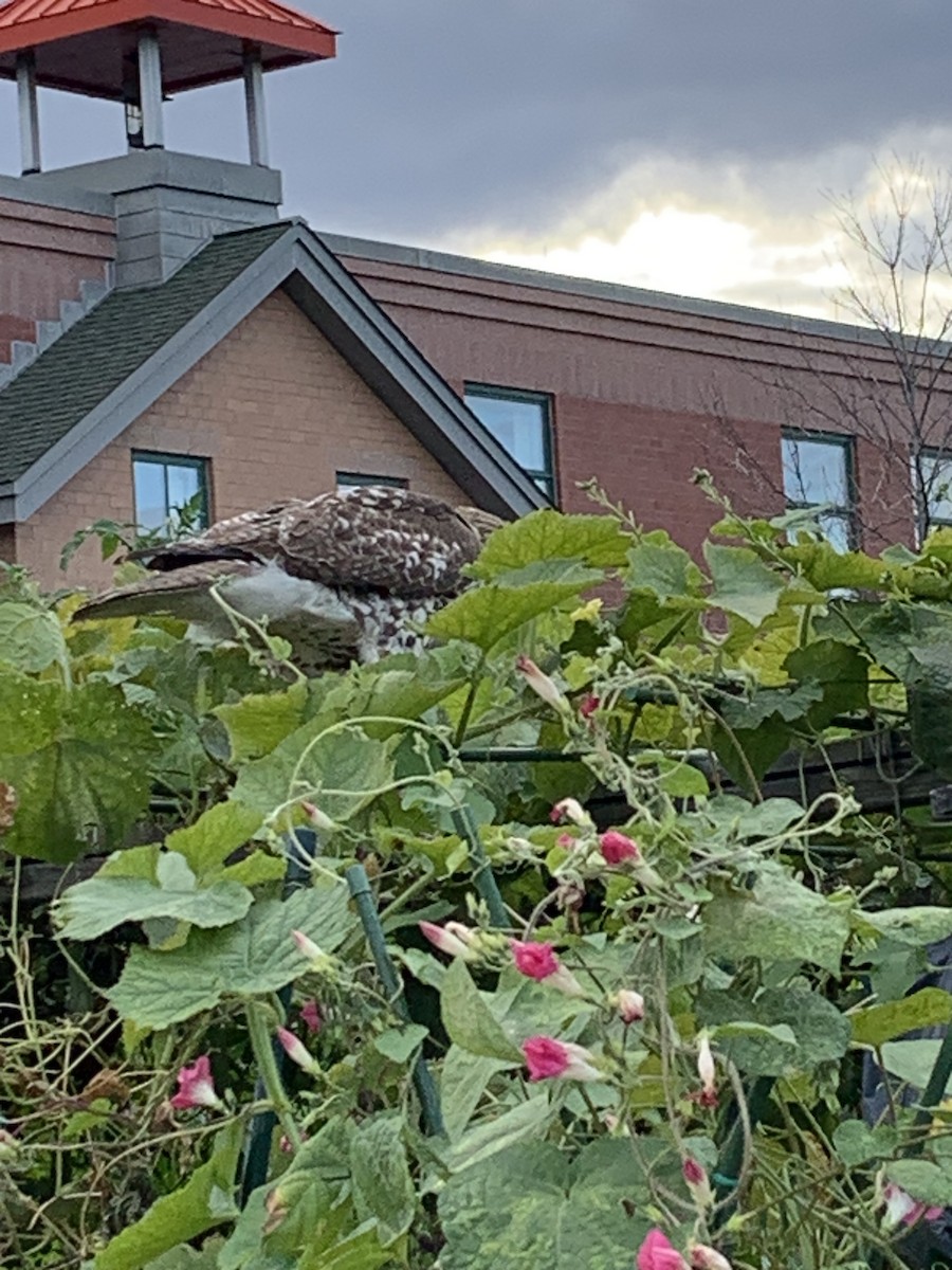 Red-tailed Hawk - ML643393019