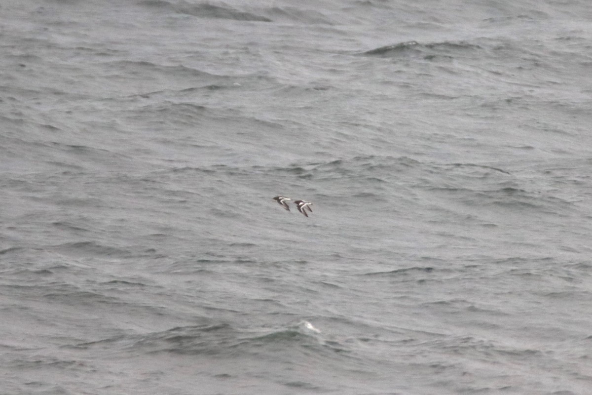Black Turnstone - ML643393023