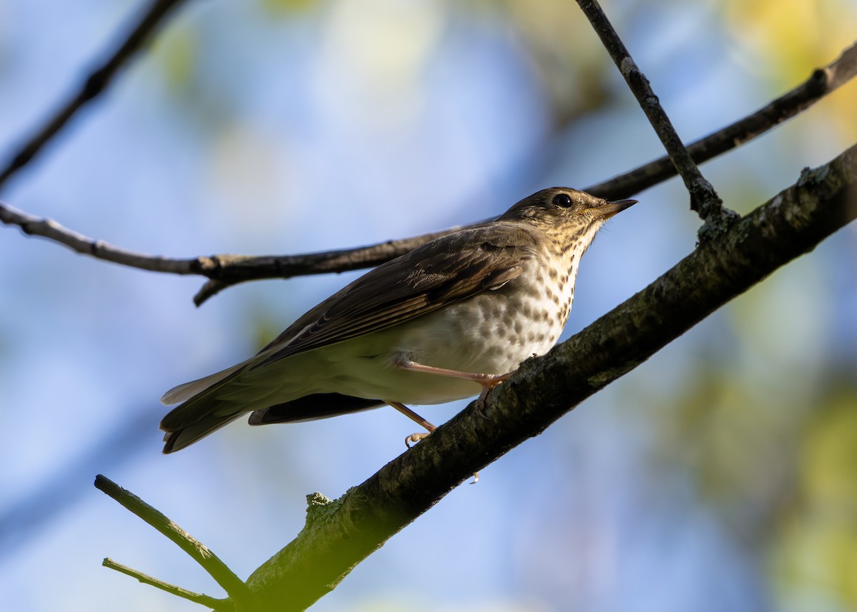 Swainson's Thrush - ML643393024