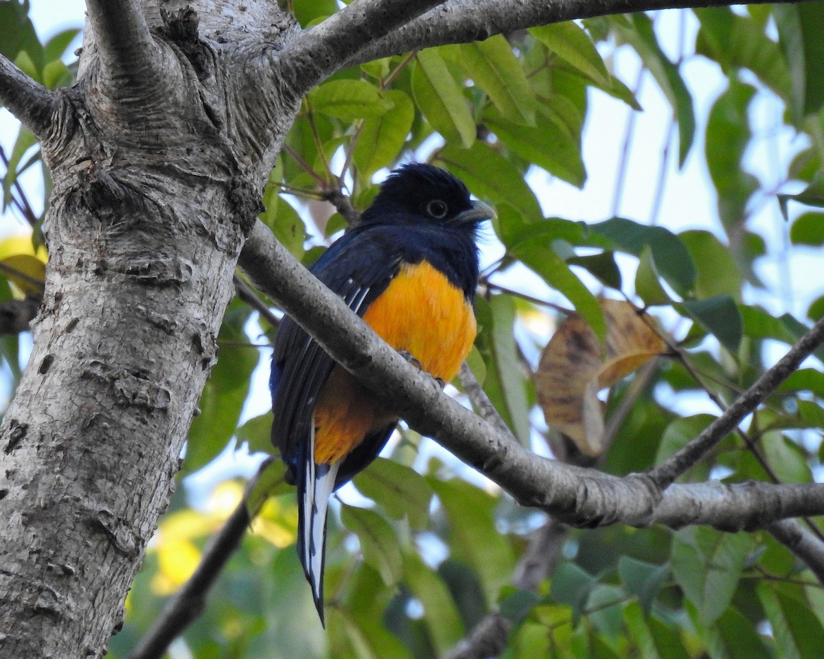 Green-backed Trogon - ML643393037