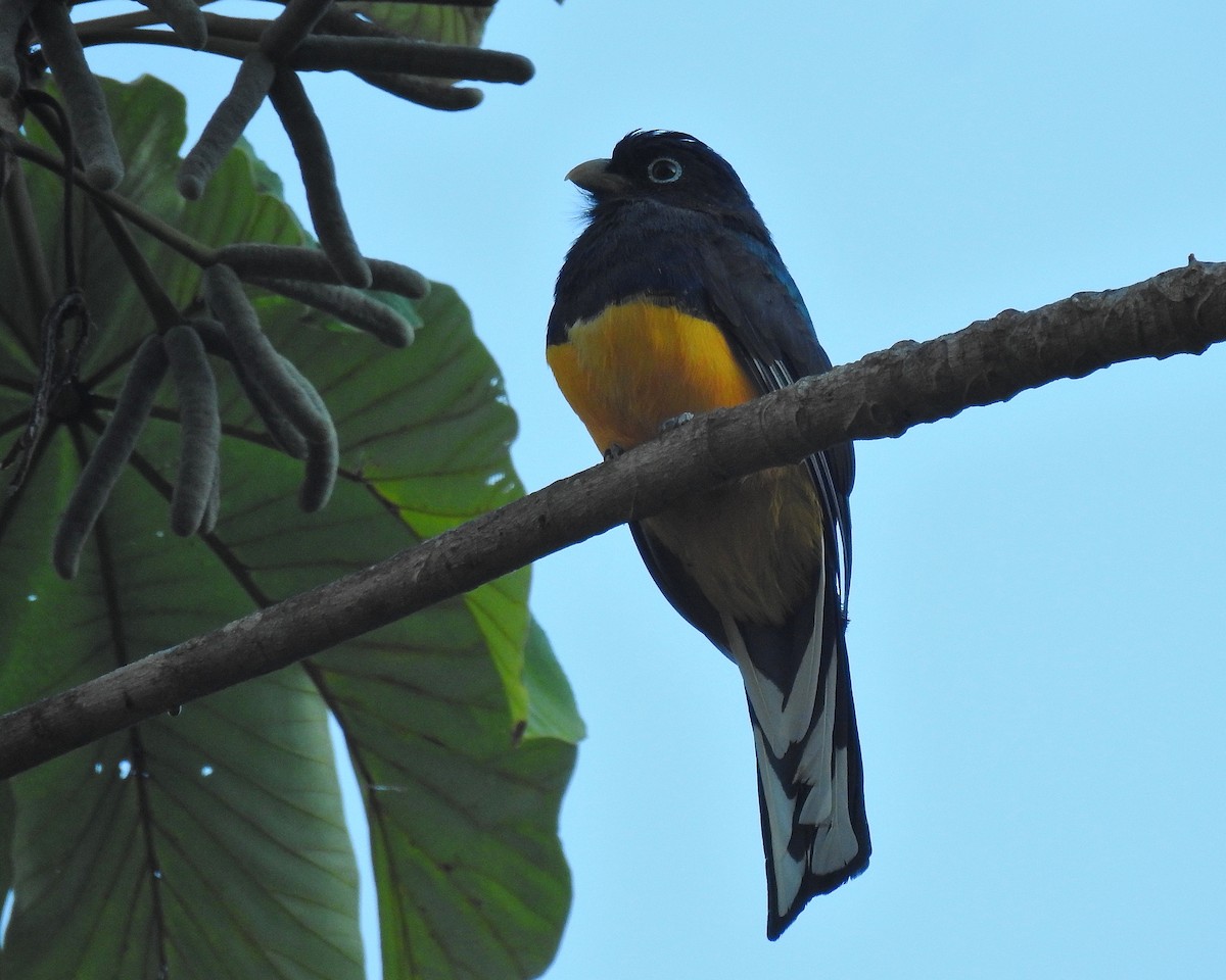 Green-backed Trogon - ML643393058