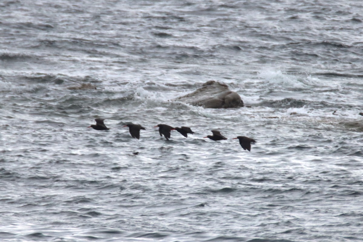 Black Oystercatcher - ML643393083
