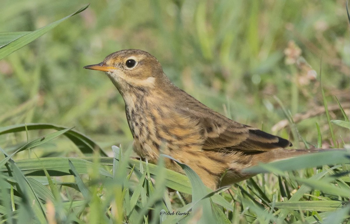 American Pipit - ML643393084