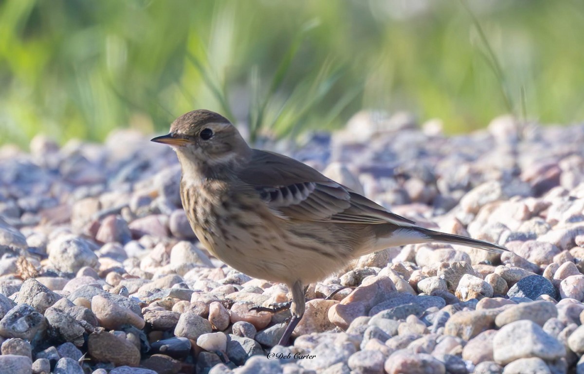 American Pipit - ML643393085