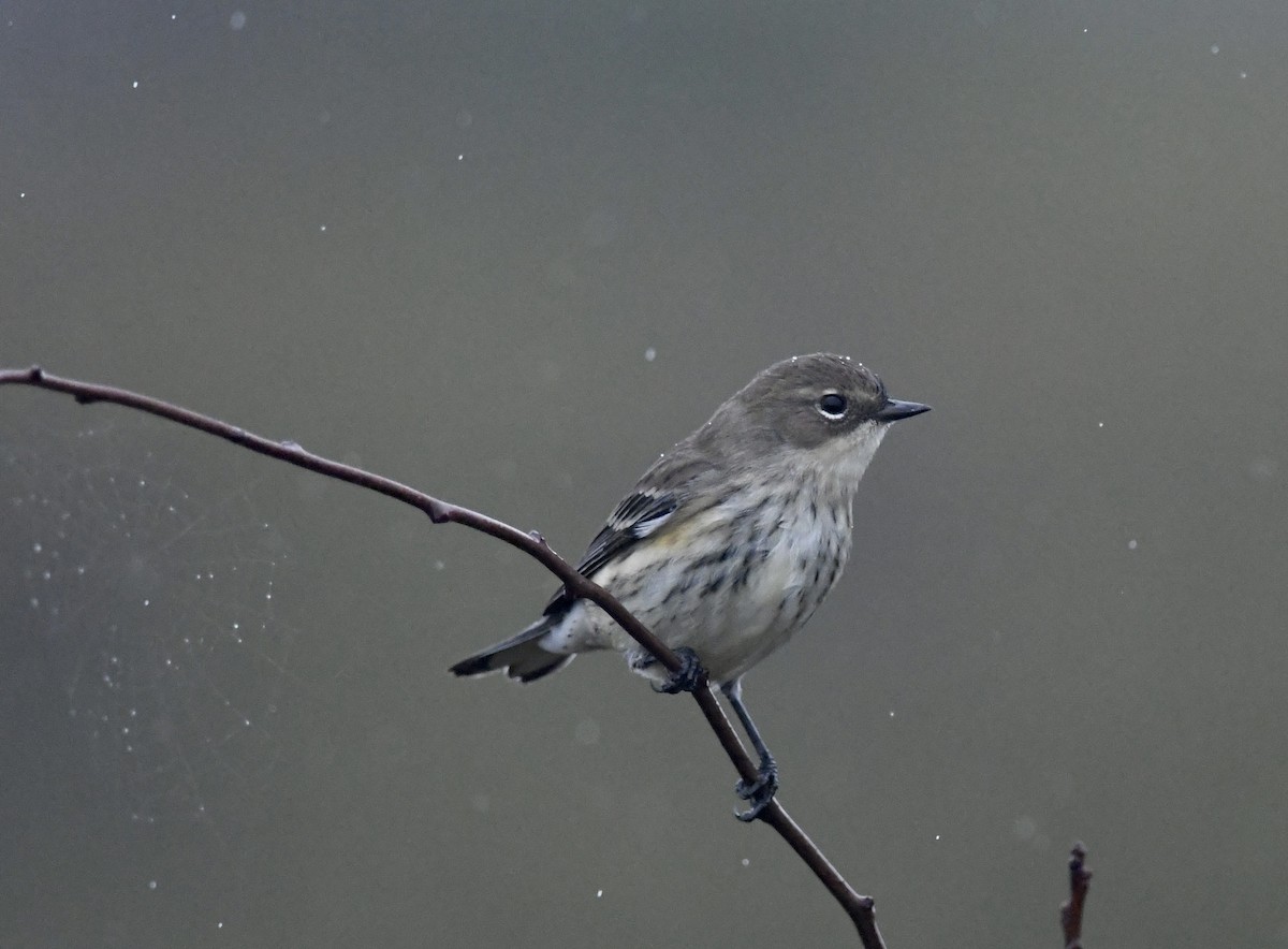 Yellow-rumped Warbler (Myrtle) - ML643393088