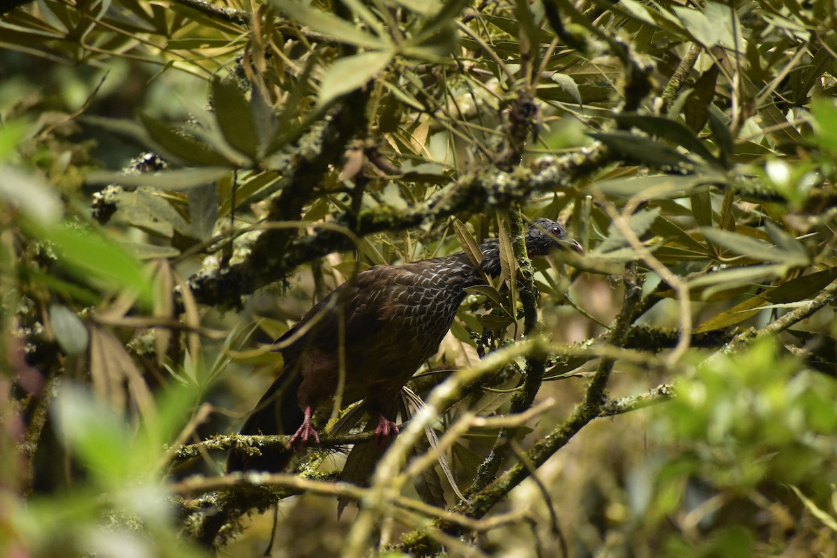 Andean Guan - ML643393092
