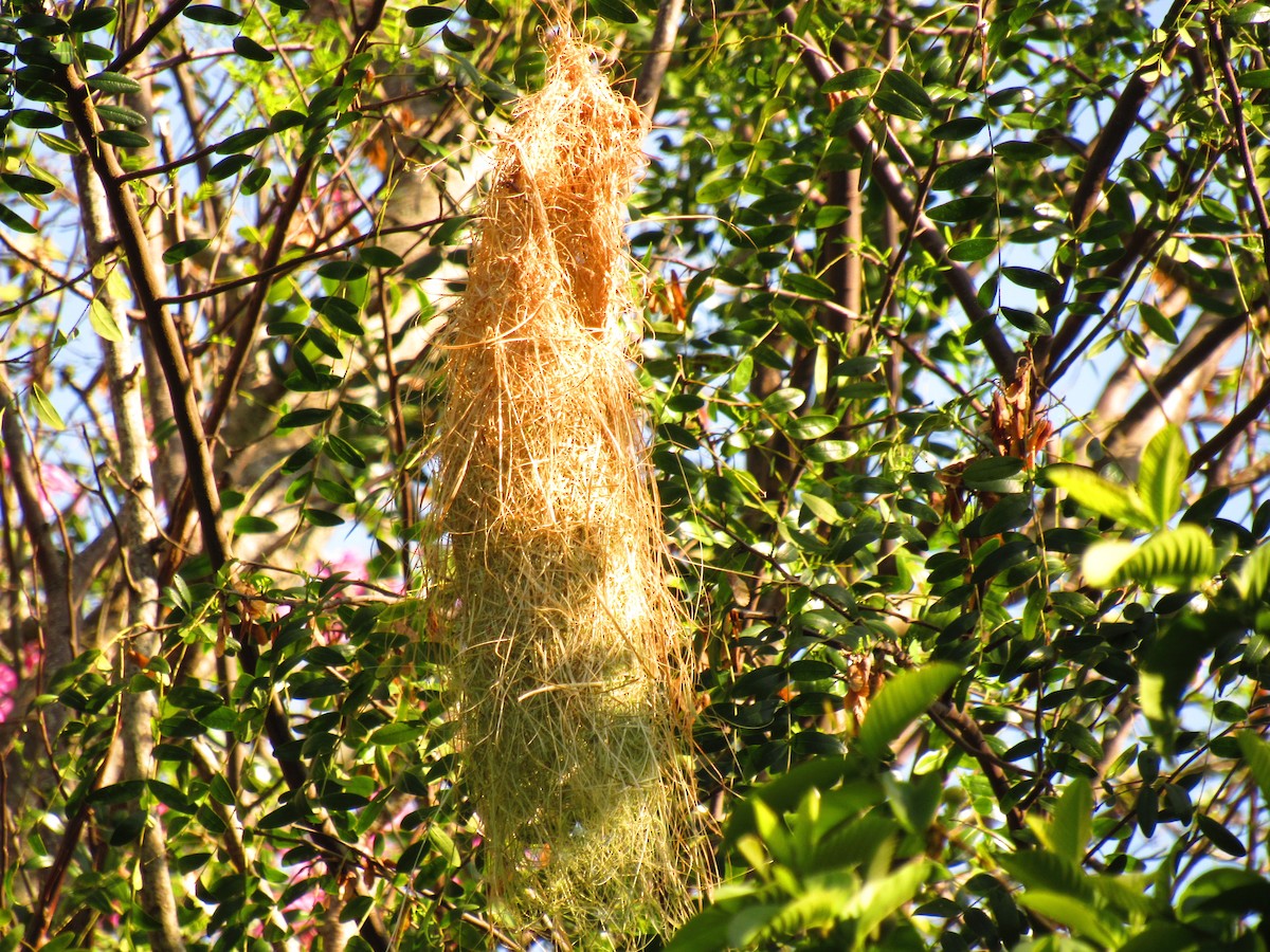 Solitary Black Cacique - ML643393102