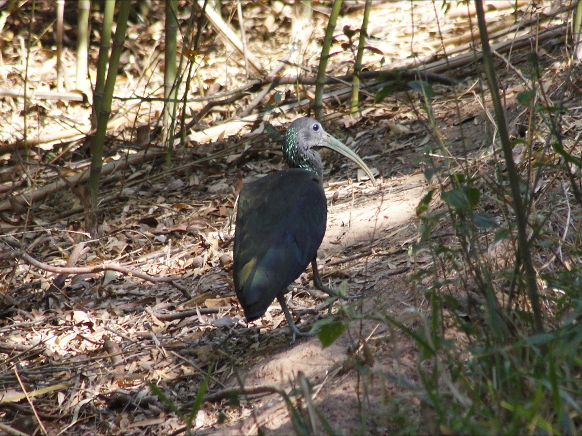Green Ibis - ML643393110