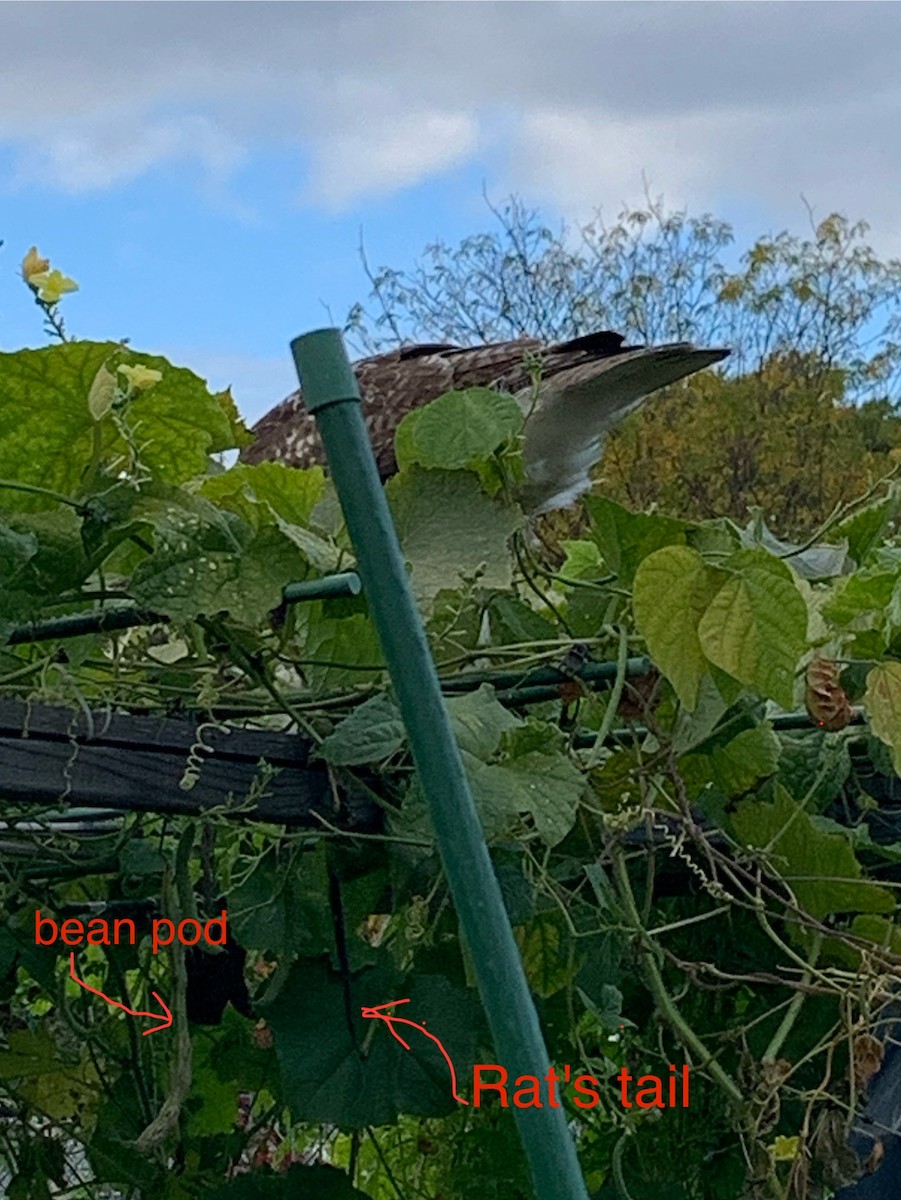 Red-tailed Hawk - ML643393118