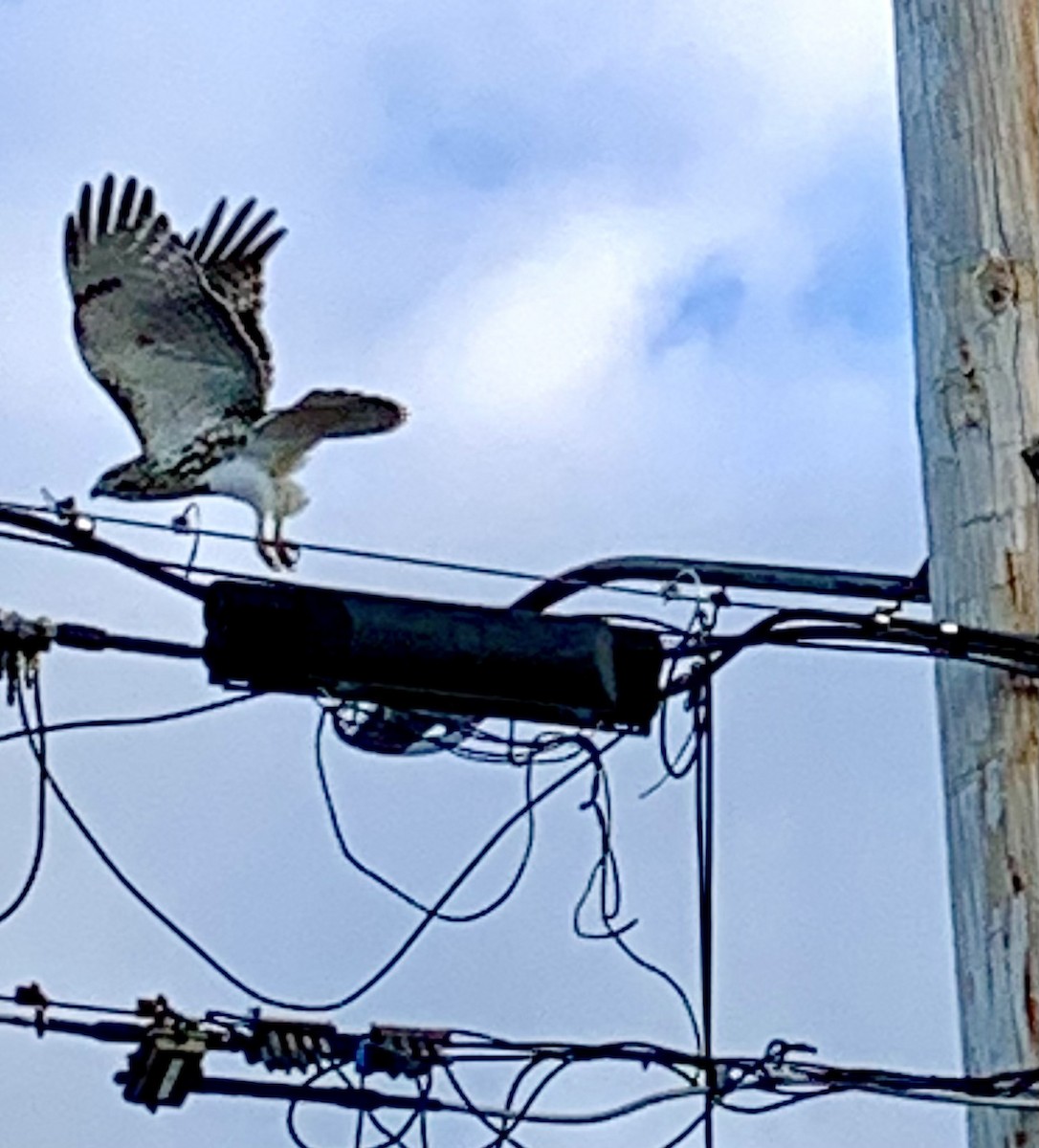 Red-tailed Hawk - ML643393119