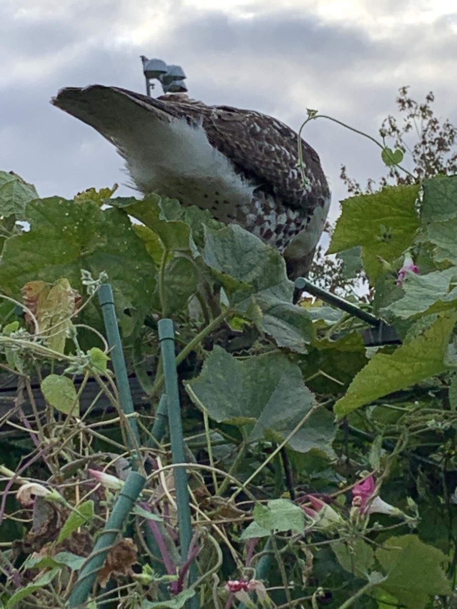 Red-tailed Hawk - ML643393120