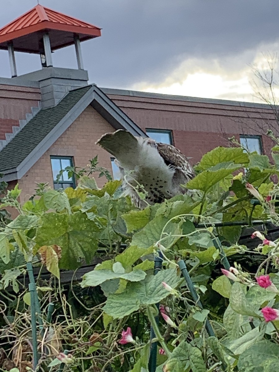 Red-tailed Hawk - ML643393121