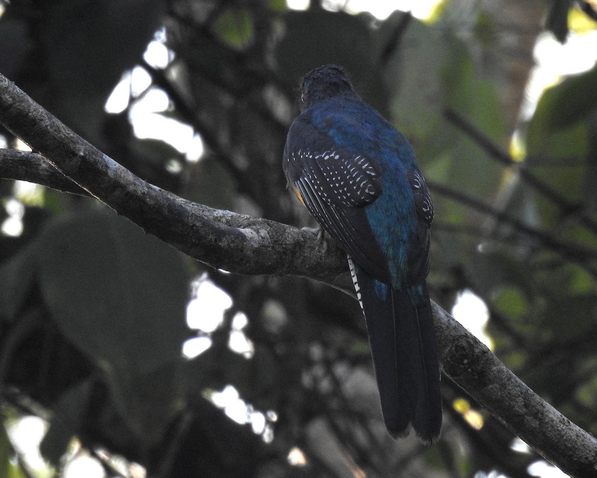 Green-backed Trogon - ML643393123