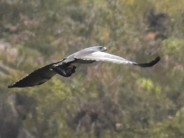 Black-chested Buzzard-Eagle - ML643393125